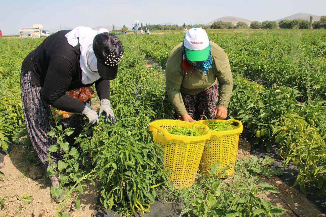 Arpa, nohut, şeker üretimiyle ünlü ilçede bu yıl ilk defa ekildi: Hasadı yüz güldürdü 3